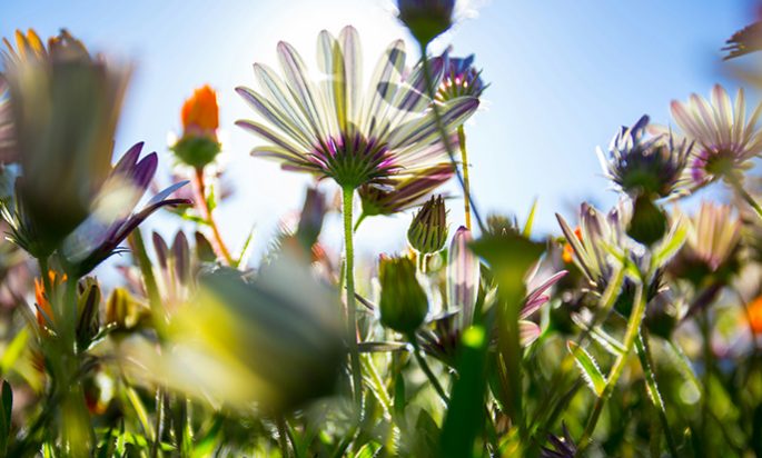 El Pensamiento del Dia